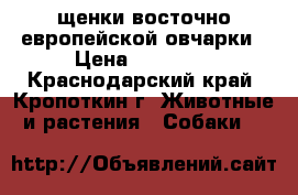 щенки восточно европейской овчарки › Цена ­ 10 000 - Краснодарский край, Кропоткин г. Животные и растения » Собаки   